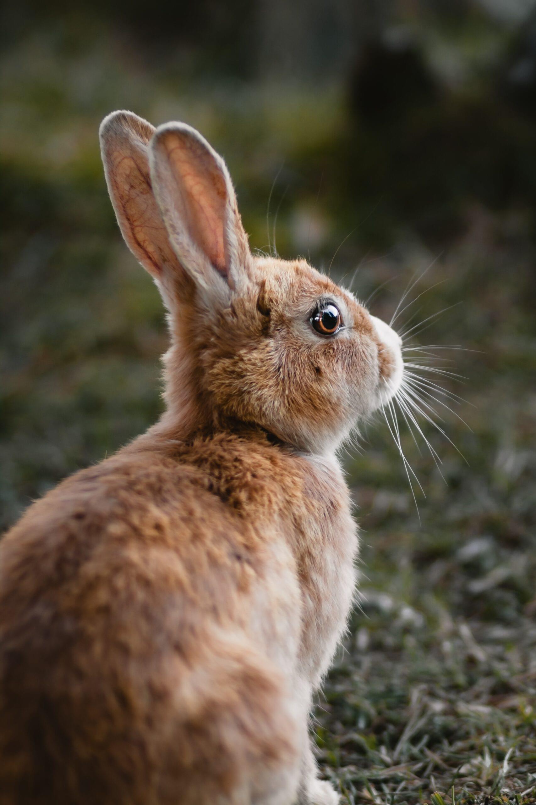 Rabbit