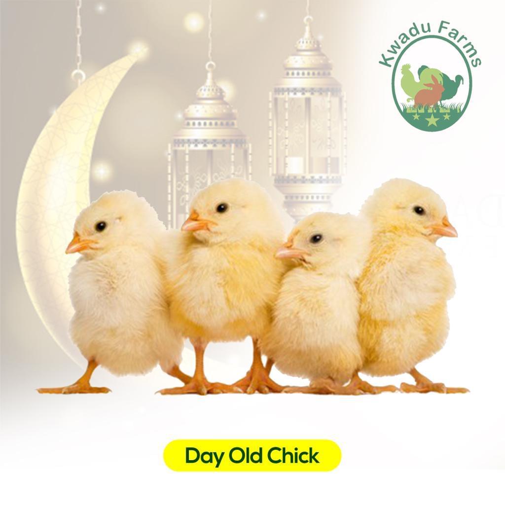 Broiler Day Old Chick